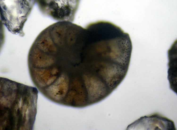 Microfossili o microconchiglie?